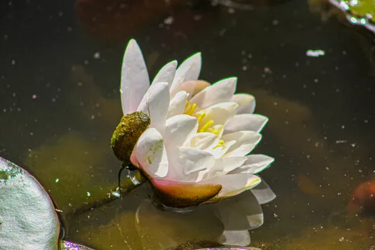 星亿娱乐 App Showcase